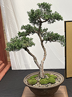 Shimpaku Juniper